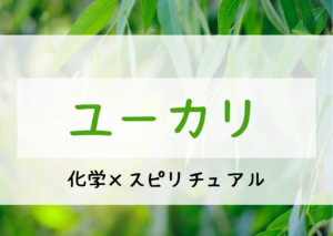 ユーカリ精油に期待される効果とスピリチュアルとは！？