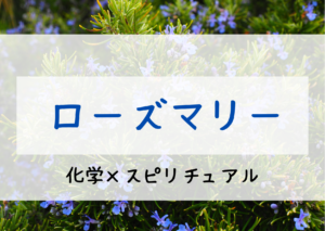 ローズマリー精油に期待される効果とスピリチュアルとは！？